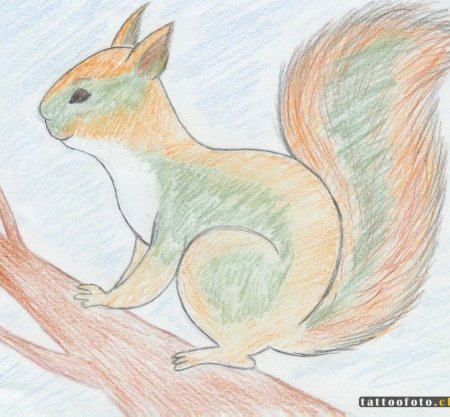 Белка рисунок карандашом