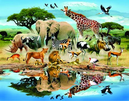 Животный мир планеты