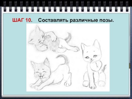 Котенок пропорции