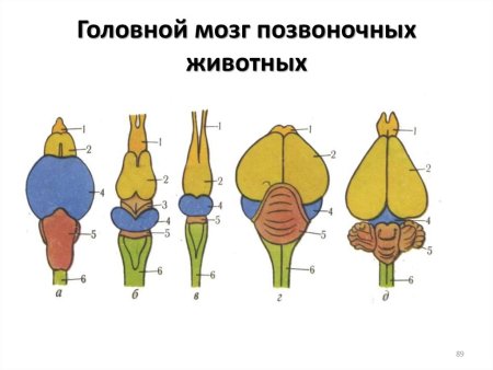 Отделы головного мозга рыбы схема