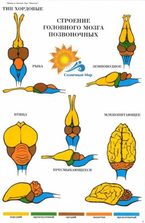 Эволюция головного мозга позвоночных таблица