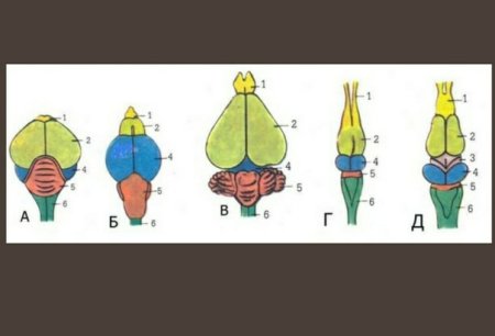 Схемы строения головного мозга позвоночных животных
