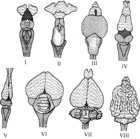 Строение головного мозга позвоночных