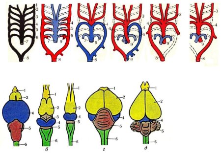 Филогенез головного мозга позвоночных