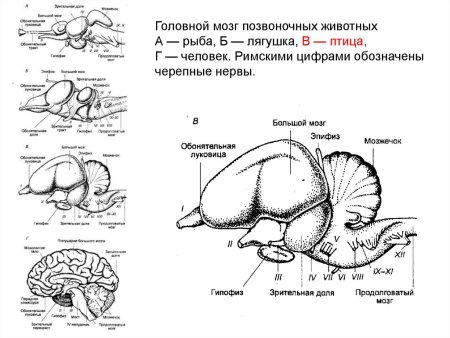 Схема развития отделов головного мозга позвоночных животных