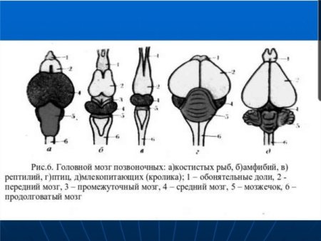 Эволюция головного мозга позвоночных таблица