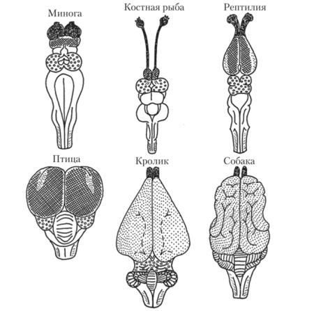 Строения различных отделов головного мозга позвоночных таблица