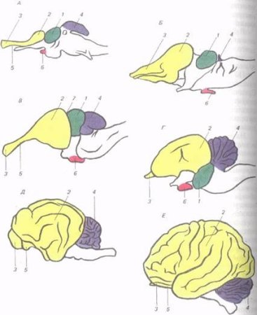 Эволюция головного мозга позвоночных таблица