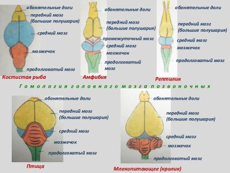 Эволюция мозга птиц