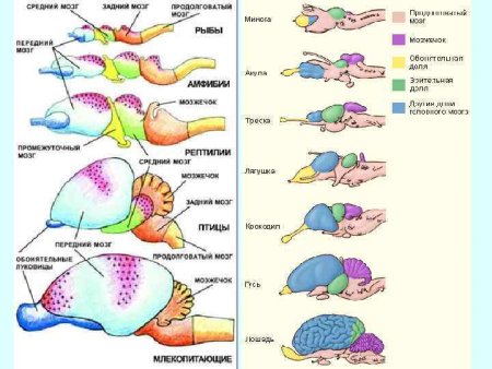 Отделы мозга позвоночных животных