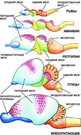Эволюция систем органов животных нервная система