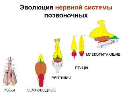Эволюция отделов головного мозга хордовых