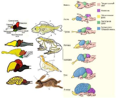 Строение головного мозга у пресмыкающихся и птиц