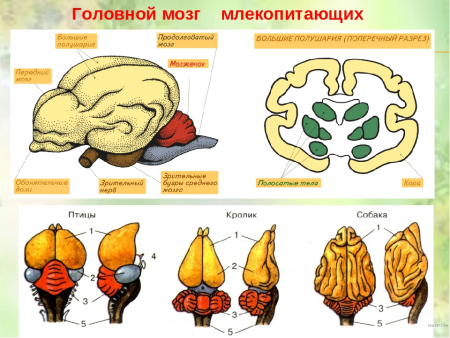 Схема головного мозга позвоночных животных с обозначениями