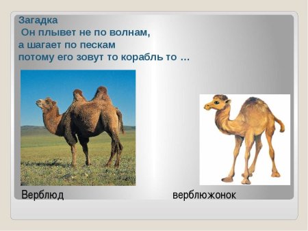 Загадка про верблюда для детей