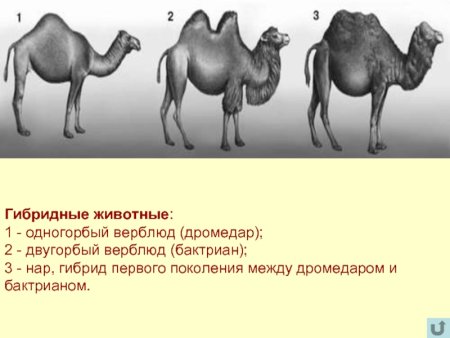 Одногорбый верблюд ареал