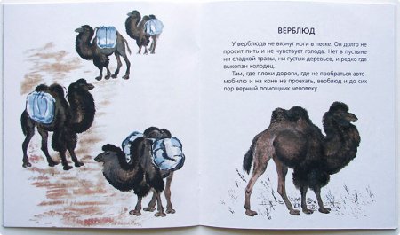 Чарушин верблюд