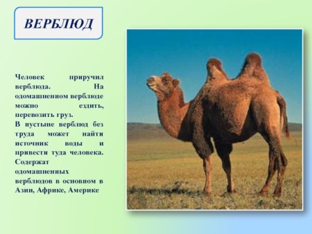 Размеры верблюда