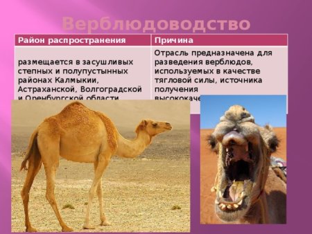 Районы распространения верблюдоводства