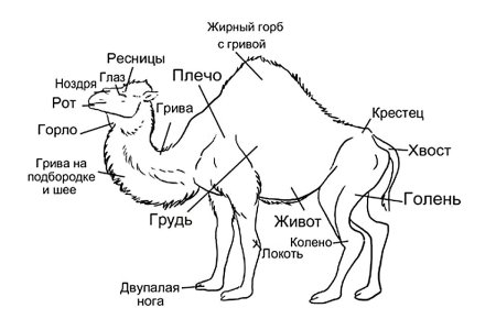 Верблюд в разрезе