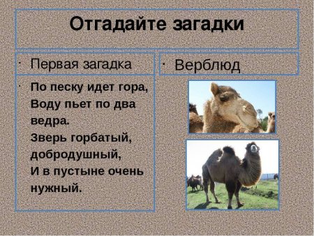 Загадка про верблюда