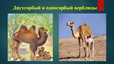 Загадка про верблюда для детей