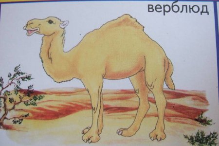 Двугорбый верблюд характеристика