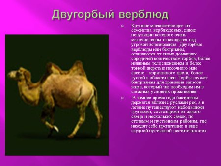 Интересные факты о верблюдах для детей