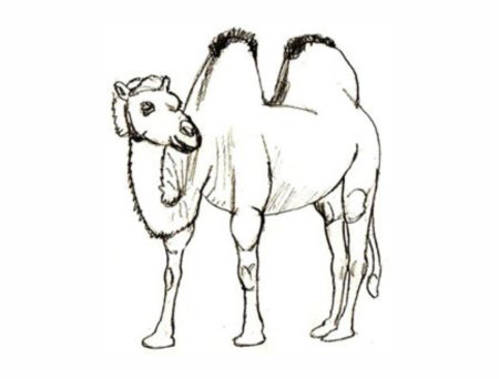 Что может верблюд