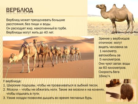Верблюд презентация