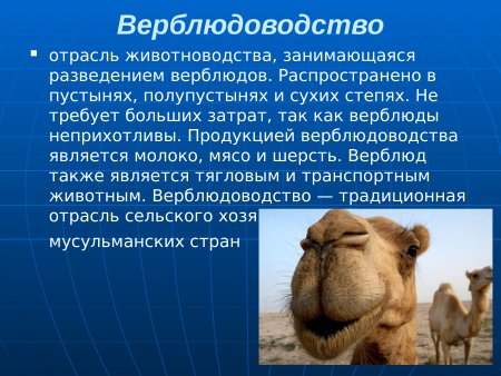 Сказка про верблюда короткая