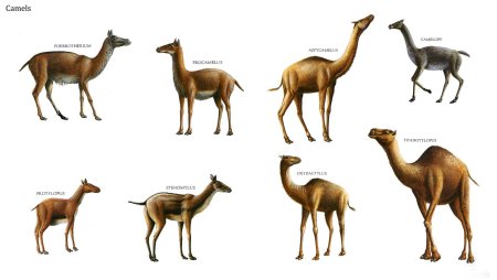 Верблюд с поклажей рисунок контур