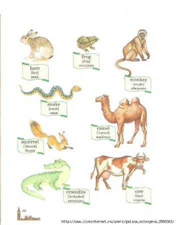 Животное в проекции