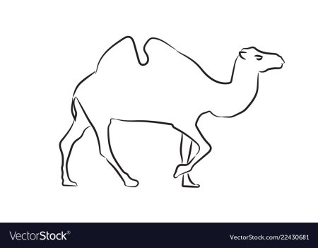 Верблюд с одним горбом narisovat