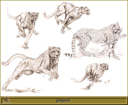 Зарисовки диких кошек