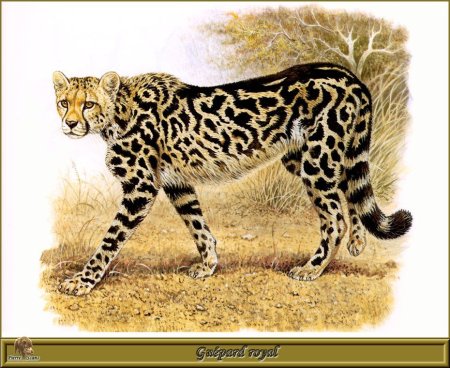 Роберт Даллет семейство кошачьи