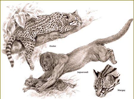 Семейство кошачьих рисунок