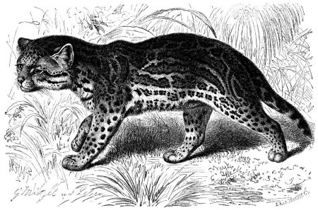 Семейство кошачьих иллюстрация