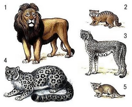 Кошачье семейство