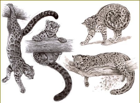 Семейство кошачьих рисунок