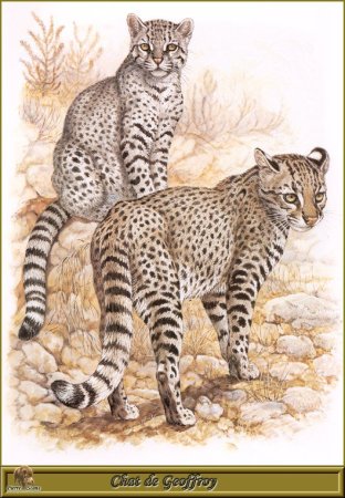 Семейство Felidae кошачьи