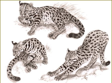 Рисунки карандашом диких кошек