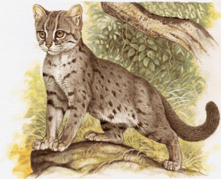 Роберт Даллет семейство кошачьи