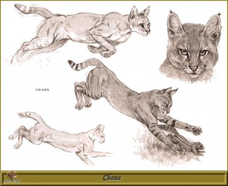 Дикие кошки референсы