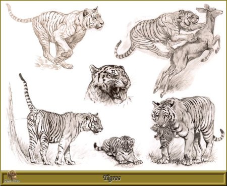 Анатомия тигров