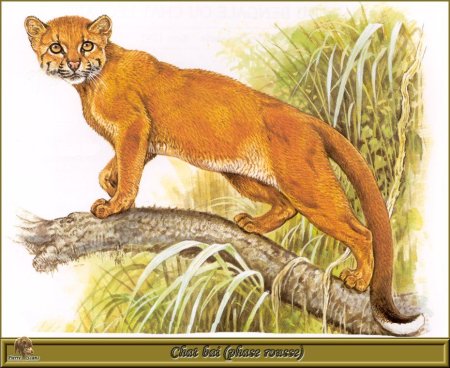 Семейство кошачьих для детей