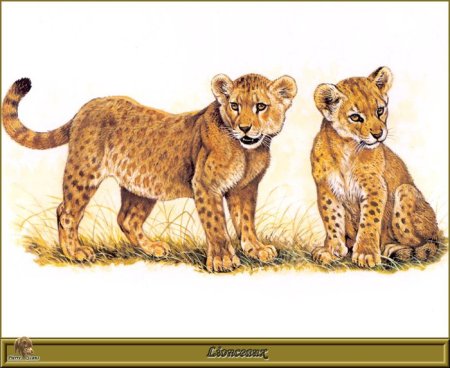 Семейство Felidae кошачьи