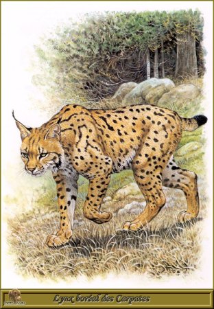 Роберт Даллет семейство кошачьи