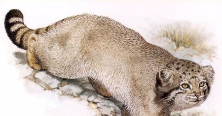 Роберт Даллет. Семейство кошачьи painted Felines by