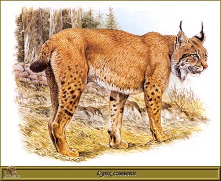 Рисунки диких кошек